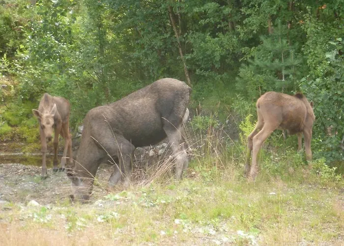 Πανδοχείο Gjesteheim Havdal 2*